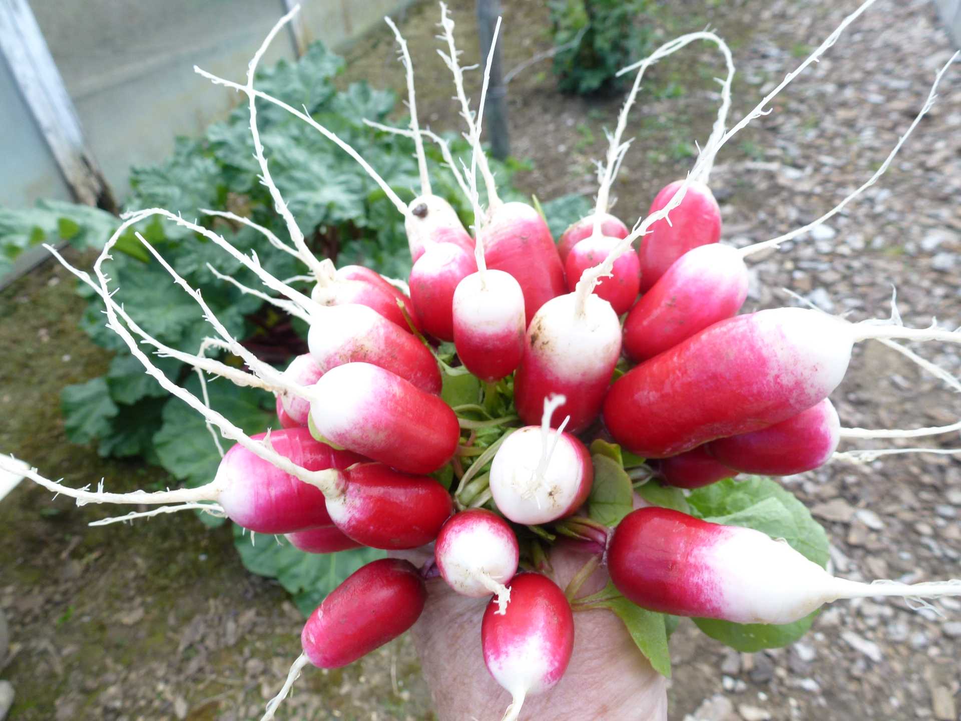 Radieschenbund Radieschenbund