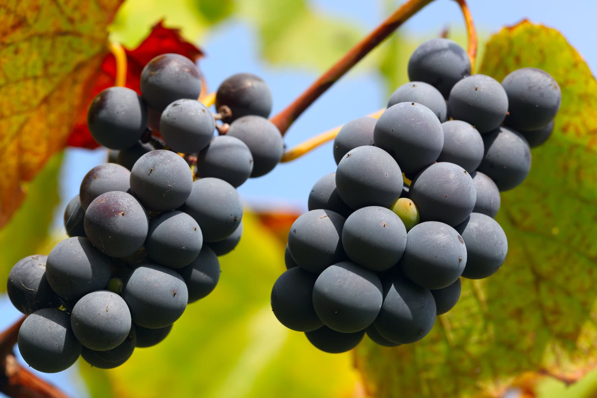 Weintrauben Weintrauben